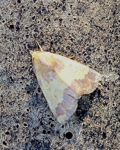 barred sallow